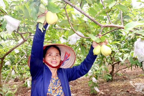 Giữ gìn thương hiệu ổi ngọt Linh Sơn