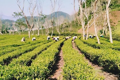 Cây chè tạo dấu ấn trong giảm nghèo ở Điện Biên