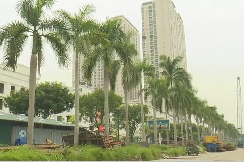Di dời hơn 400 cây xanh thi công nút giao Vành đai 3,5