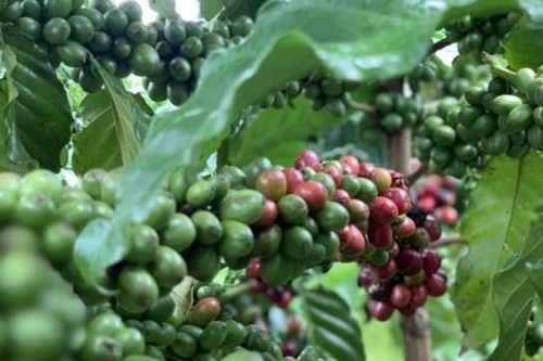 Dồn vốn cho dâu tằm và cà phê, công ty con của Hoàng Anh Gia Lai (HAG) điều chỉnh loạt điều khoản trái phiếu 1.000 tỷ