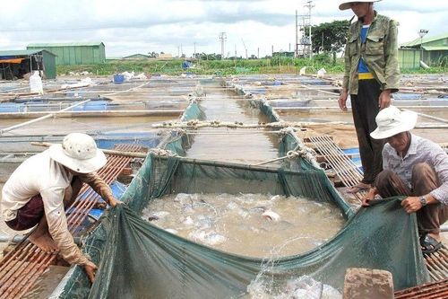 Thông tin cải chính về bài viết liên quan tới cá rô phi