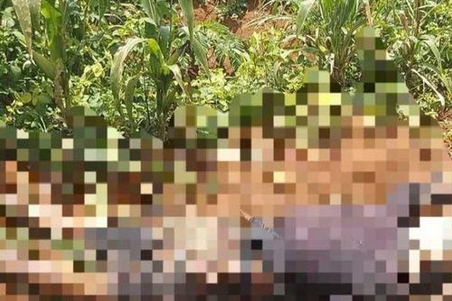 Phát hiện thi thể nam giới đang phân hủy trong vườn cà phê ở Lâm Đồng: Nạn nhân 26 tuổi, bên cạnh có một chai nhựa nghi là vỏ thuốc sâu