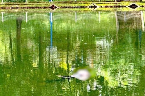 Vụ thi thể có hình xăm cá chép trên mặt hồ công viên ở Gia Lai: Tiết lộ 'sốc' về nạn nhân