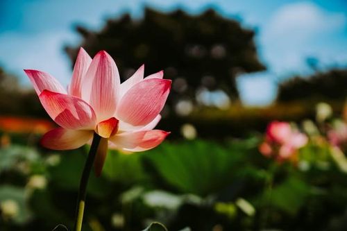 Loại hoa 'hộ mệnh' đáng trồng để giải điều xấu