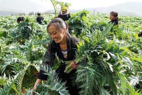 Lào Cai phát triển cây dược liệu Actiso theo tiêu chuẩn GACP – WHO