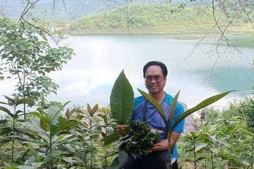 Khai thác và bảo tồn dược liệu dưới tán rừng: Hướng đi bền vững, tạo sinh kế cho người dân