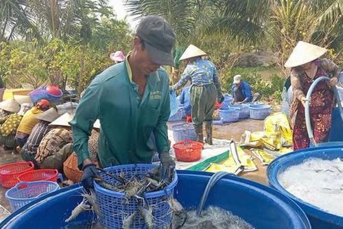 Tôm càng xanh tăng giá, nông dân Cà Mau trúng đậm
