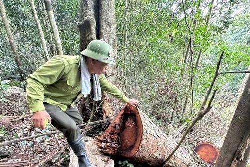 Hàng loạt vụ phá rừng tại Vườn quốc gia Ba Bể