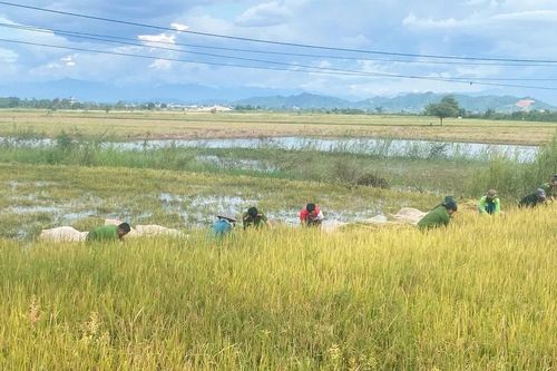 Công an xã Ea Na giúp nhân dân thu hoạch lúa chạy lũ