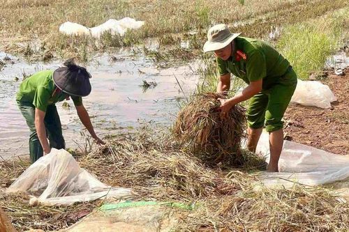 Đắk Lắk: Hàng chục cán bộ xã xuống đồng gặt lúa, giúp dân chạy lũ