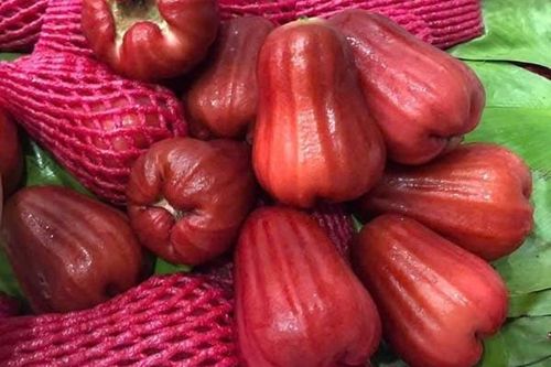 Giá mận An Phước tăng vọt do nhu cầu tăng mạnh