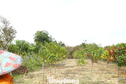 Bão tan, nước rút, nắng lên, nhưng cả làng cây cảnh lo mất Tết