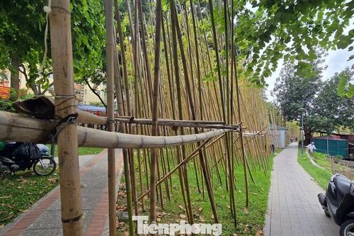 Rừng trúc bên hồ Trúc Bạch nhiều cây chết như củi khô, người dân tiếc nuối