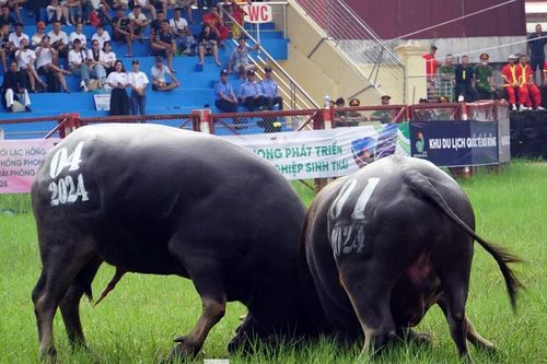 Gần 500 cảnh sát đảm bảo an ninh Lễ hội chọi trâu Đồ Sơn 2025
