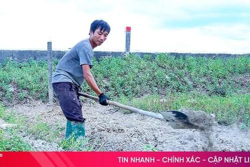 Rau xanh tăng giá, nông dân Hà Tĩnh tăng tốc xuống giống