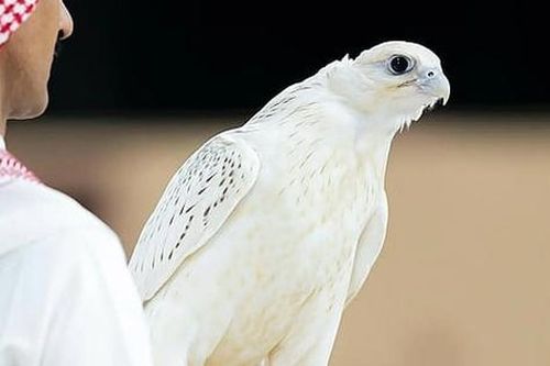 Con chim màu trắng được bán với giá 8,4 tỷ đồng