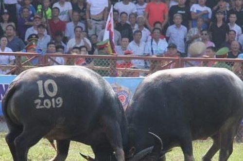 Chọi trâu Đồ Sơn 2025: 16 'ông trâu' tranh tài, mức giải thưởng tăng mạnh