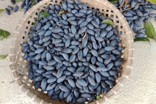 3 loại quả dân dã tốt cho sức khỏe nhưng người Việt lại dần lãng quên