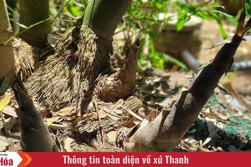 Triển vọng từ cây măng Bum