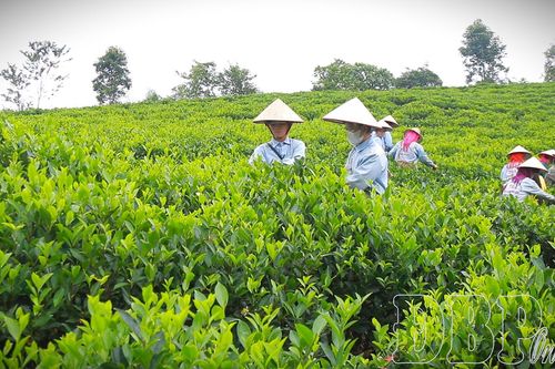 Nâng tầm giá trị nông sản