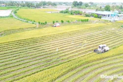 Giá lúa giảm sâu, nông dân gặp khó