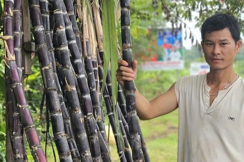 Ngọt ngào mùa mía tím