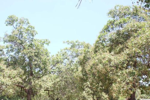 Gia Lai sẽ chuyển đổi 38.500 ha cây trồng kém hiệu quả