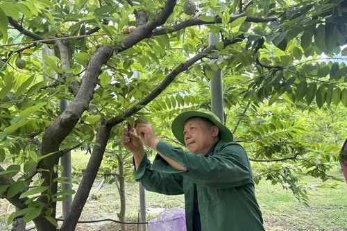 Tạo dựng thương hiệu nông sản