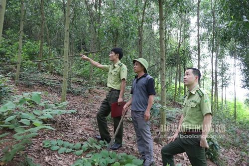 Phát triển, bảo vệ 'lá phổi xanh'