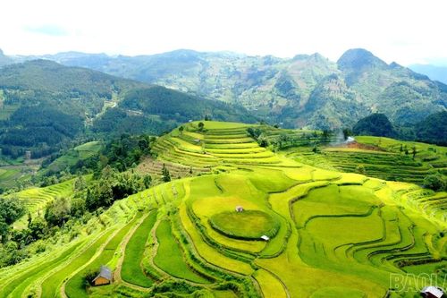Vẻ đẹp Quán Dín Ngài mùa lúa chín