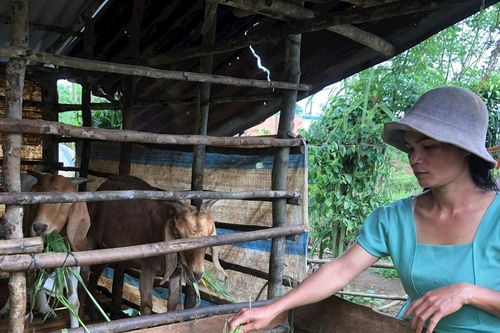 Trao con giống, trao cơ hội phát triển kinh tế cho nông hộ vùng khó