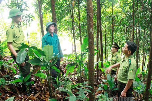 Sức bật ngành Lâm nghiệp