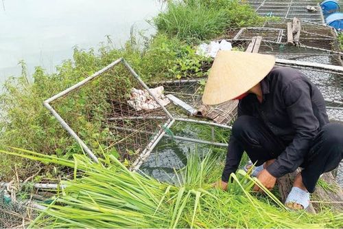 Chuyển đổi mô hình nuôi cá lồng trên sông Bồ