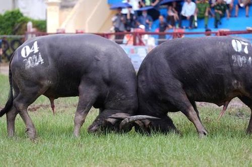 Nhiều điểm mới tại lễ hội chọi trâu truyền thống Đồ Sơn 2025