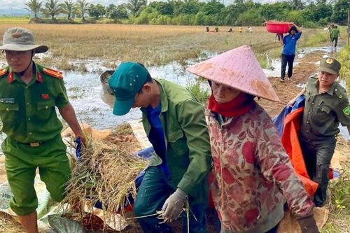 Đắk Lắk: Lực lượng công an và thanh niên Ea Na chung tay giúp dân thu hoạch lúa
