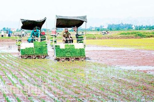 Điều gì đặc biệt giúp nông dân Ninh Bình giàu lên nhanh chóng trên những cánh đồng lớn?
