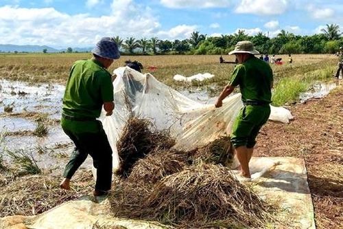 Đắk Lắk: Công an xã giúp dân gặt lúa chạy lũ