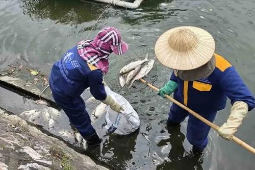 Khẩn trương thu vớt cá chết trên hồ Trúc Bạch