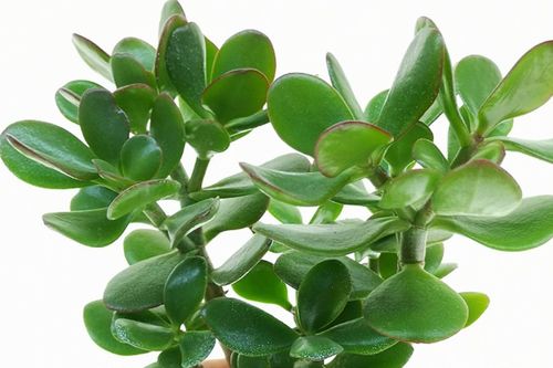 Những cây phong thủy hợp với người tuổi Sửu