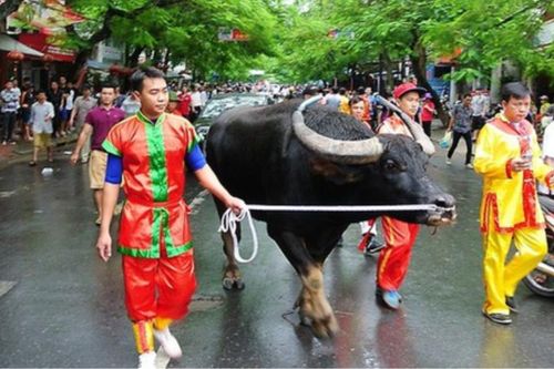 Sôi động Lễ hội chọi trâu Đồ Sơn với 16 'ông trâu' tham dự