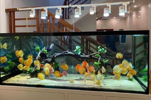 Loại pháp khí phong thủy tài lộc nên có trong phòng khách