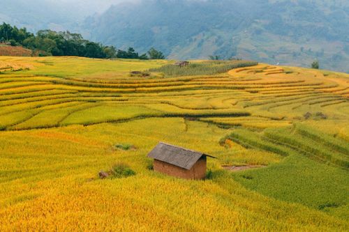 Mùa lúa đổ vàng rực ở Tây Bắc