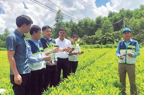 Vùng nguyên liệu gắn với chứng chỉ quản lý rừng