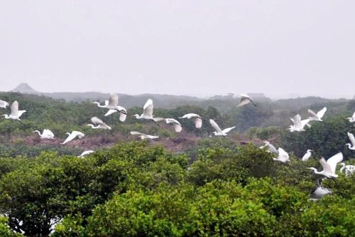 Về rừng ngập mặn Xuân Thủy