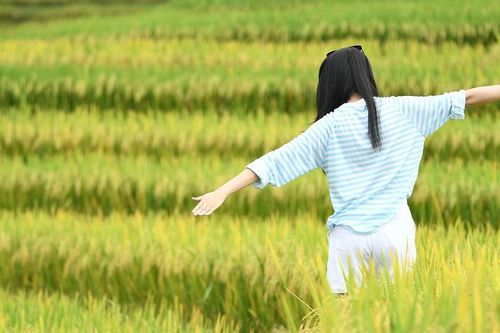 Giới trẻ rủ nhau đi săn mùa vàng Y Tý: 'Biển lúa' vàng rực, ăn cơm cùng đồng bào, sống chậm giữa mây trời