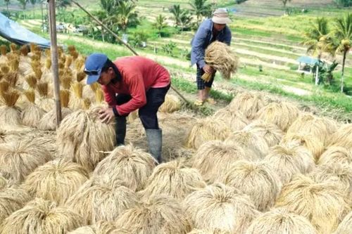 Đảm bảo an ninh lương thực ở Indonesia