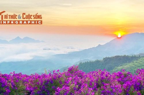 [INFOGRAPHIC] Săn sim tím giữa biển mây Sơn La