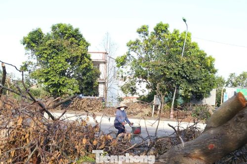 Gần 3 tuần sau bão, cây xanh gẫy đổ vẫn nằm la liệt vỉa hè, lòng đường