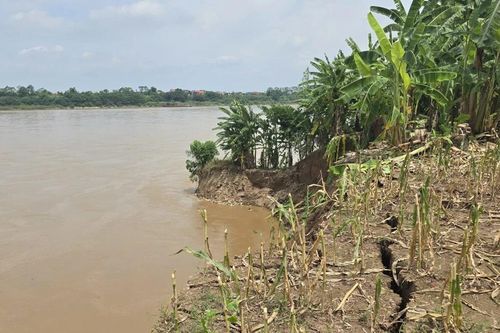 Cận cảnh đoạn sạt lở bờ sông Hồng nghiêm trọng tại Phú Thọ