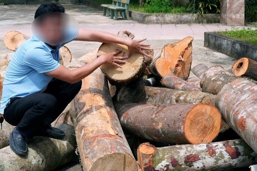 Ngang nhiên mở gần 100m đường vào rừng tự nhiên để đốn hạ hàng chục cây lấy gỗ